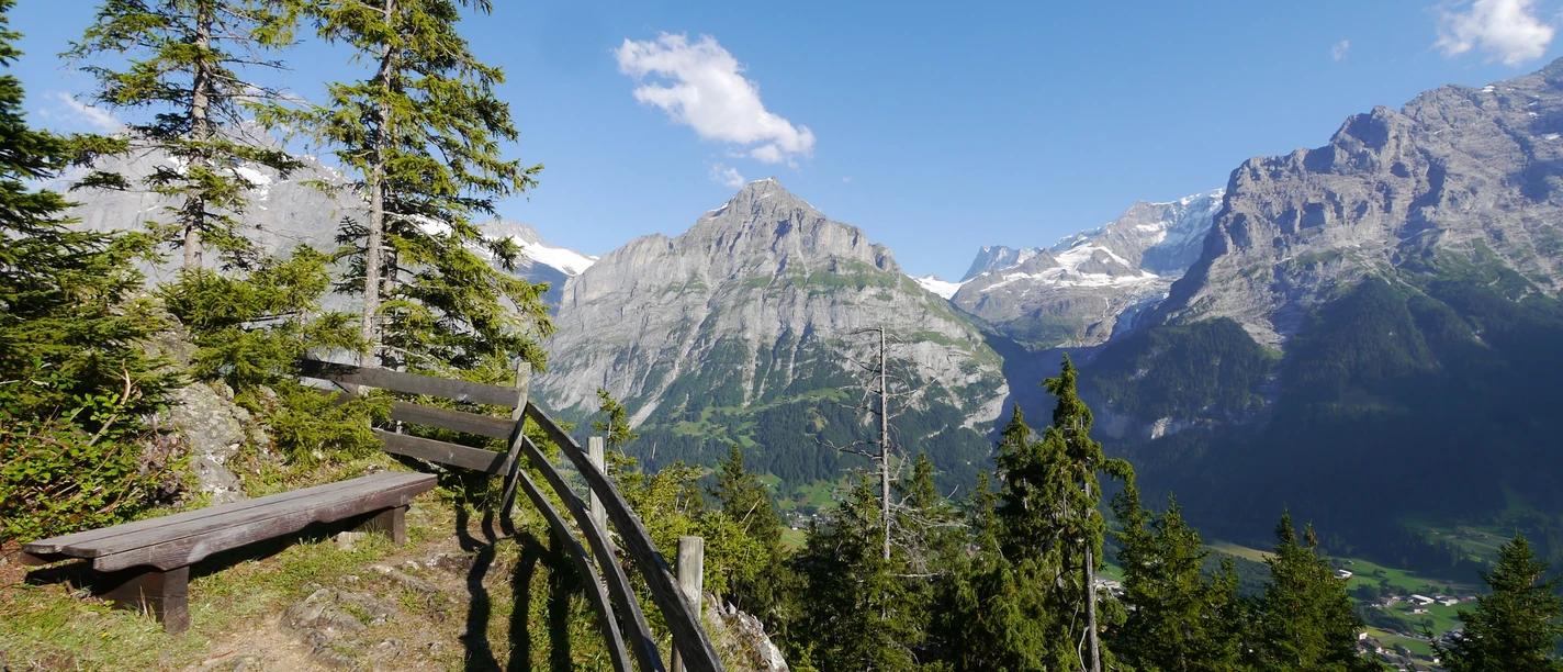 Das Wetterhorn lässt sich hinter den Bäumen erahnen.