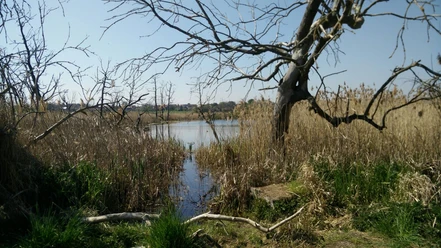 Vogelschutzgebiet Frose