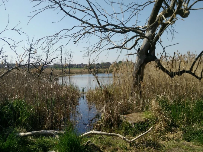 Vogelschutzgebiet Frose