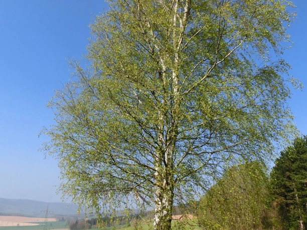 Rastplatz Heckenbeck