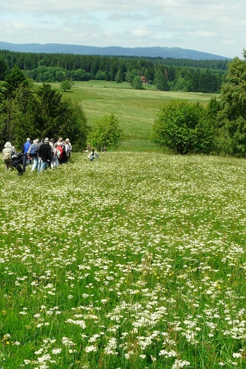 Wiesenwanderung