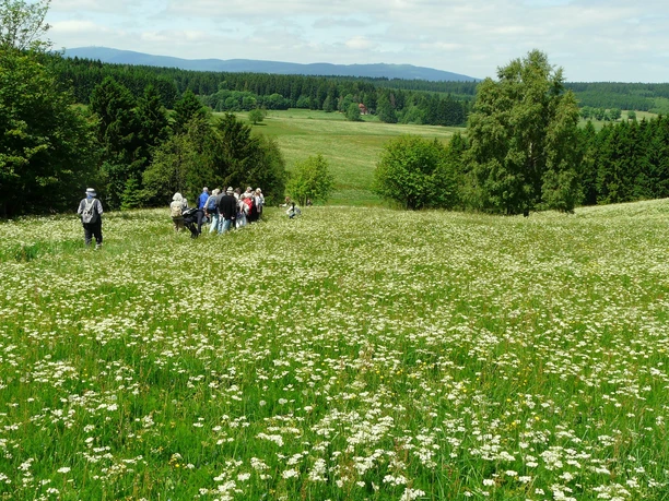 Wiesenwanderung