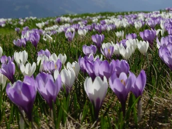 Bergfrühling am Niederhorn