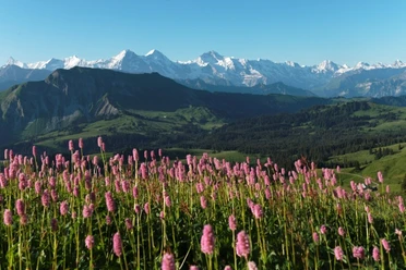 Augstmatthorn mit Blumen