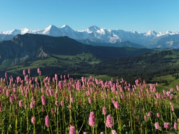Augstmatthorn mit Blumen