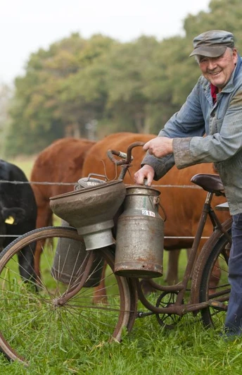 Kühe und altes Melkrad