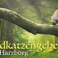 Wildkatzengehege Marienteichbaude