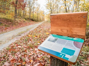 Schautalel Stiftungswald