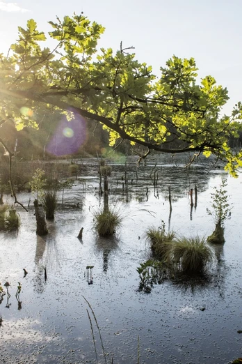 Hagener Königsmoor, Cuxland