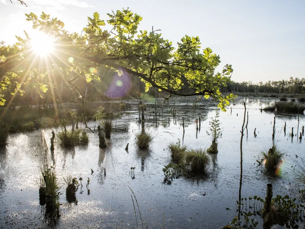 Hagener Königsmoor, Cuxland