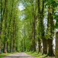 Allee zu Gut Düringen