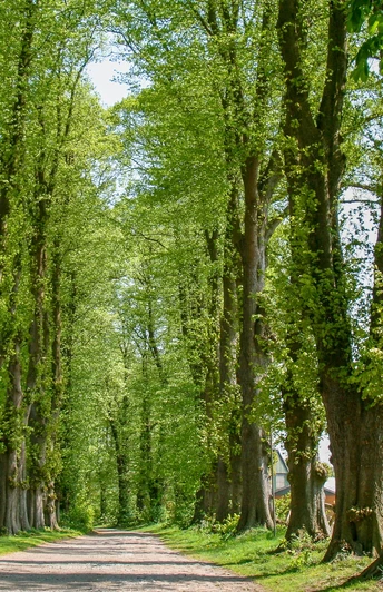 Allee zu Gut Düringen