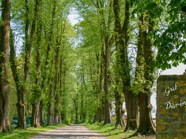 Allee zu Gut Düringen