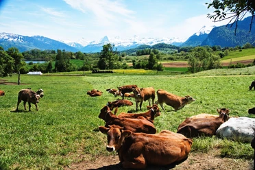 Green meadows and view of Eiger, Mönch, and Jungfrau