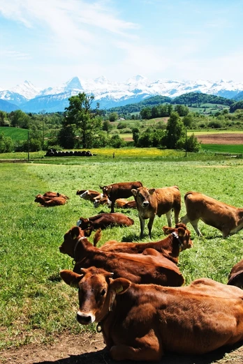 Grüne Wiesen und Ausblick auf Eiger, Mönch und Jungfrau