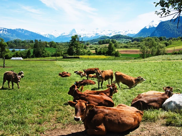 Prés de verts et vue sur l'Eiger, le Mönch et la Jungfrau
