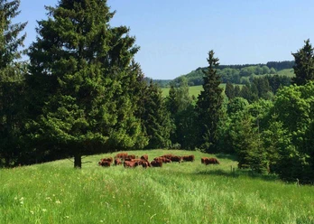 Das Rote Höhenvieh auf den Bergwiesen des Harzes.