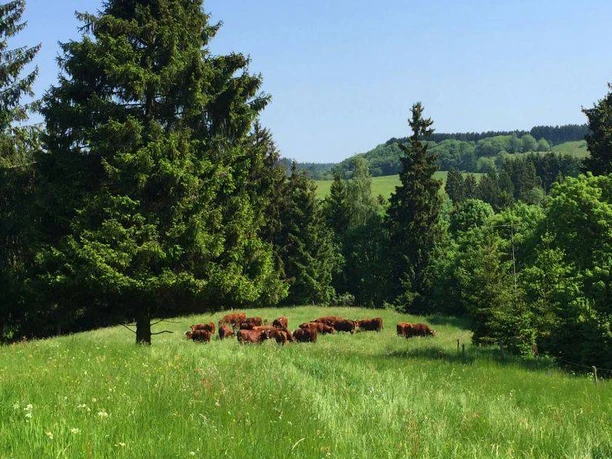 Das Rote Höhenvieh auf den Bergwiesen des Harzes. Das Rote Höhenvieh auf den Bergwiesen des Harzes.
