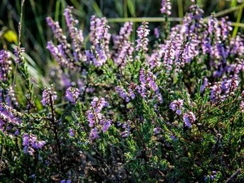 Lilablühende Heide