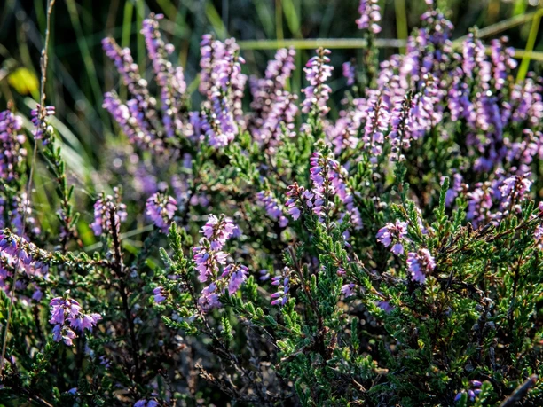 Lilablühende Heide