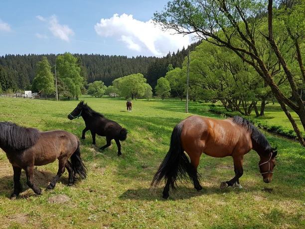Horse paddock in Trautenstein