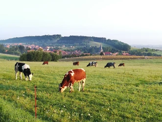 Morgenstimmung bei Benzingerode