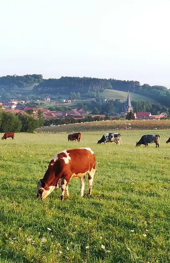 Morgenstimmung bei Benzingerode