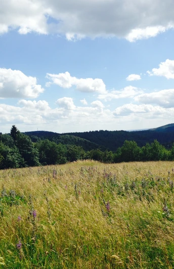 Bergwiese bei Hohegeiß