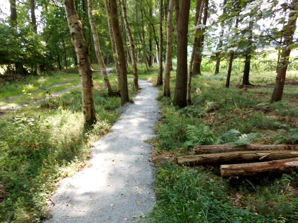 Waldstück auf dem Wanderweg Ooler Schoolpad