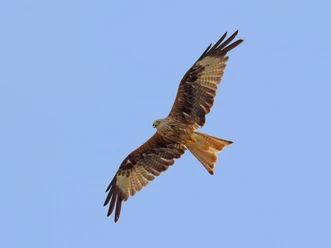 Fliegender Rotmilan