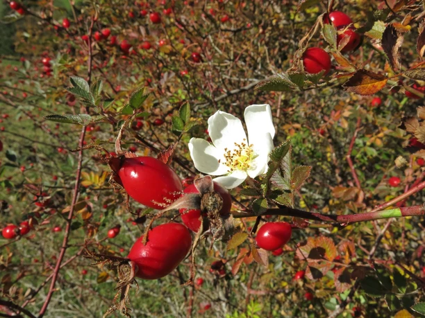 Wer Glück hat trifft gleichzeitig Blüten und Früchte an
