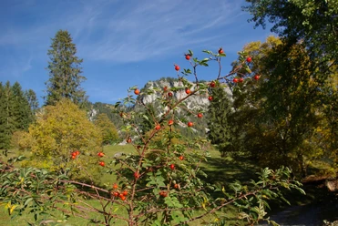 Le long de la balade des roses sauvages