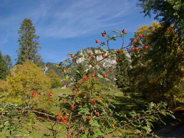 Entlang der Wildrosenwanderung