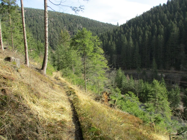 Toller Trail Richtung Lautenthal