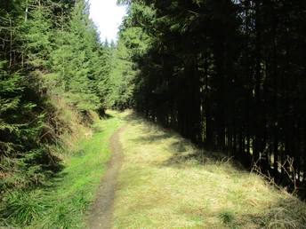 Great singletrails around Wildemann