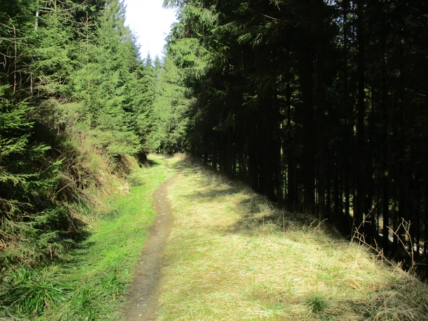 Tolle Single-Trails um Wildemann