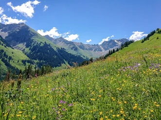 Grimmialp.