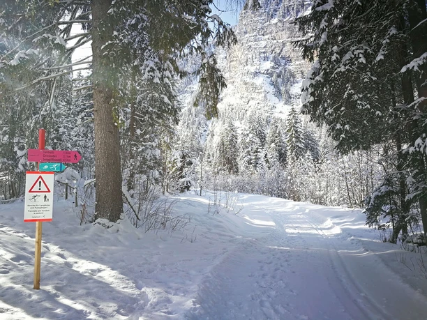 Varied Wiriehorn trail