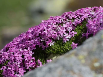Geniesse unterwegs die Farbenpracht der Bergblumen