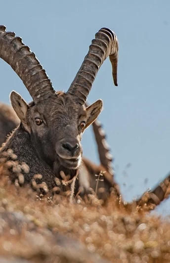 Mit etwas Glück entdeckst du ihn: den Steinbock