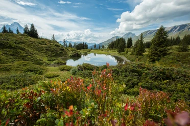 Schwarzwaldalp-Gr Scheidegg