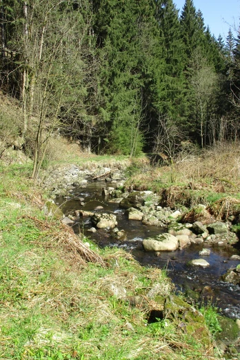 Trail im Radautal