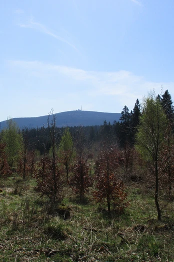 Blick zum Brocken von der Luisenbank