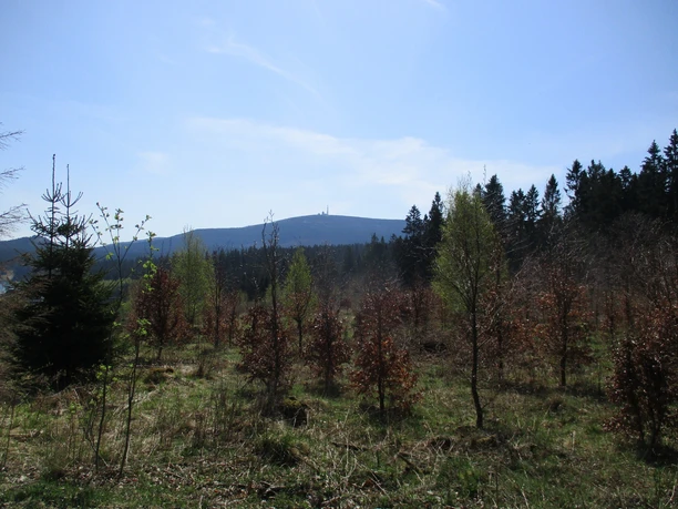 Blick zum Brocken von der Luisenbank