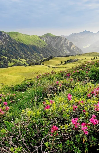 Lenk Simmental: Alpine Roses