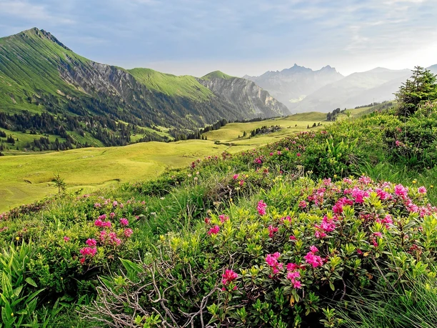Lenk Simmental : Alpenrosen