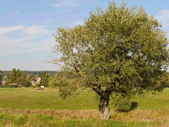 Blick auf Benneckenstein