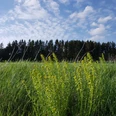 Landschaft OBEN IM HARZ