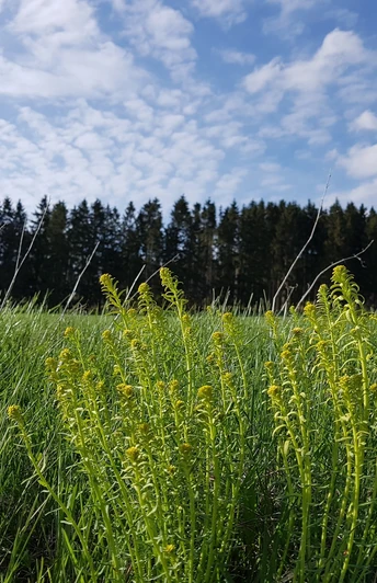 Landschaft OBEN IM HARZ