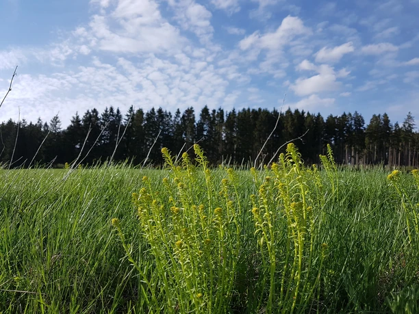 Landschaft OBEN IM HARZ